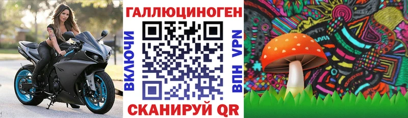 Псилоцибиновые грибы Psilocybine cubensis  Брянск 
